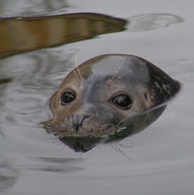 a seal poking its head out of the water.